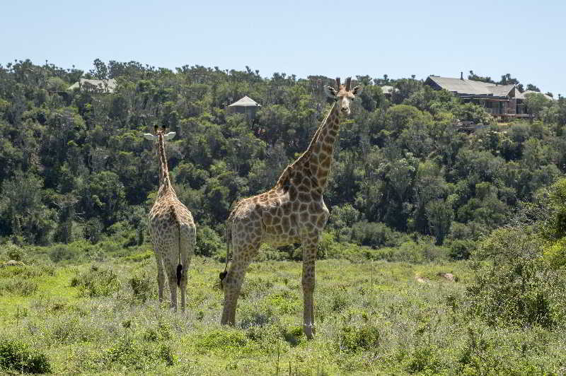 Kariega Game Reserve Bushman's River Mouth Exteriér fotografie